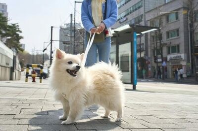 「これってパワハラ？」社長の愛犬を毎朝30分散歩させて月3万円…韓国・最年少社員が悩み、でもネットは「神バイト」と大絶賛