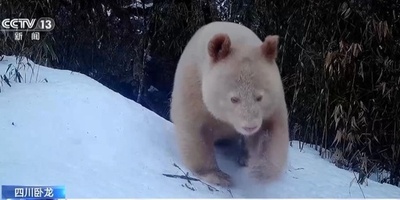 世界唯一の白い野生パンダ オスと判定