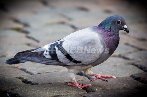 ベルギーのレース鳩 6羽からコカインなど検出 写真1枚 ファッション ニュースならmode Press Powered By Afpbb News