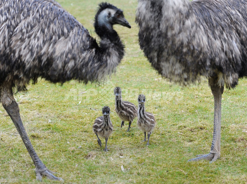 エミューのよちよち散歩 ドイツの動物園 写真2枚 ファッション ニュースならmode Press Powered By Afpbb News