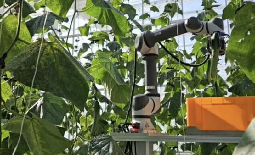 需要機関の農場でキュウリの自動収穫を実証中のMetaFarmers「Omni Farmer」＝MetaFarmers(c)KOREA WAVE