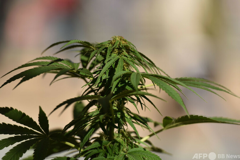 大麻最大手キャノピー・グロース、栽培地5か所閉鎖 カナダ