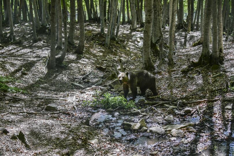 クマに襲われハイカー死亡 クマの防衛反応か ギリシャ