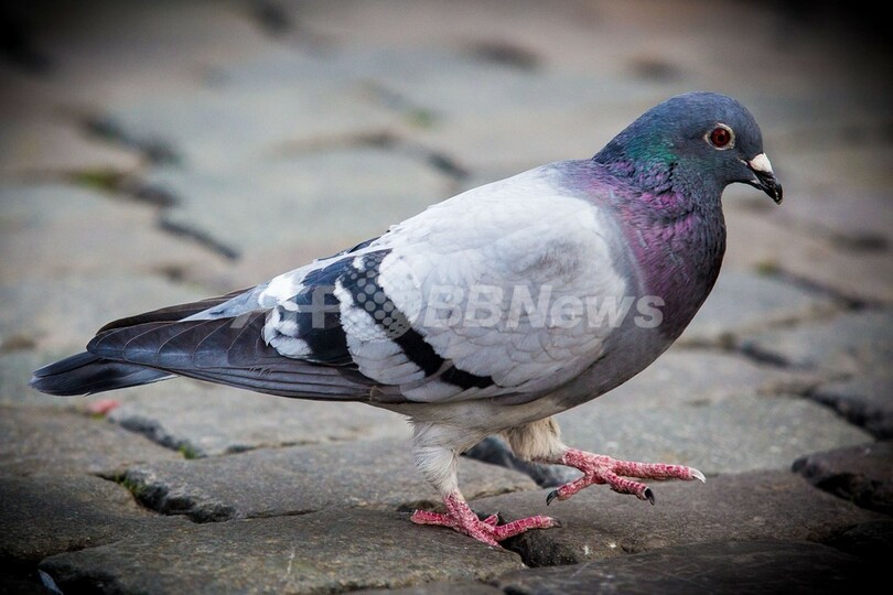 ベルギーのレース鳩 6羽からコカインなど検出 写真1枚 国際ニュース Afpbb News