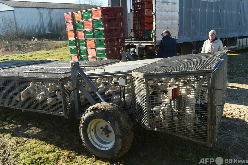 鳥インフルで130万羽を殺処分 フランス南西部
