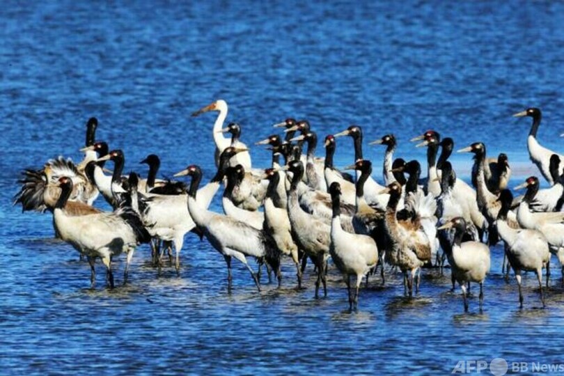 珍しい！ 絶滅危惧種のソデグロヅルが中国雲南省昭通市に初飛来