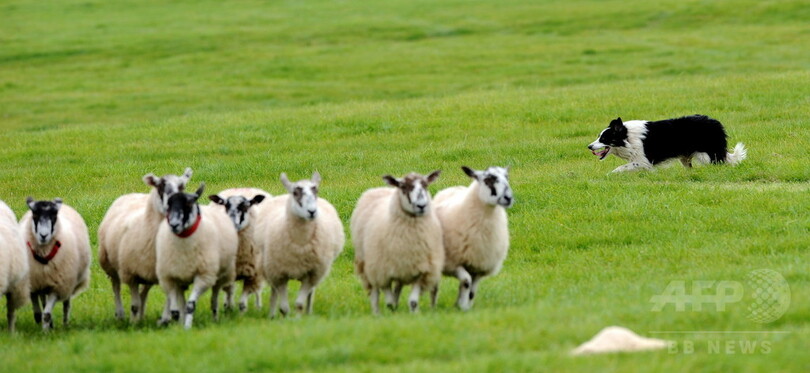 群れの心理 牧羊犬の羊追いの規則を解明 研究 写真1枚 国際ニュース Afpbb News