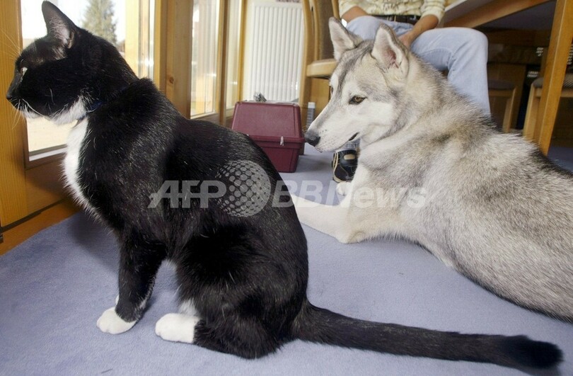 イヌに付いているノミの飛距離 研究 08年のイグ ノーベル賞受賞 写真1枚 国際ニュース Afpbb News