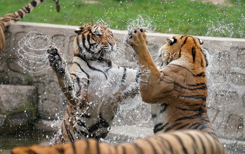 写真特集 夏の暑さはみな同じ 水で涼むアムールトラ 写真18枚 国際ニュース Afpbb News