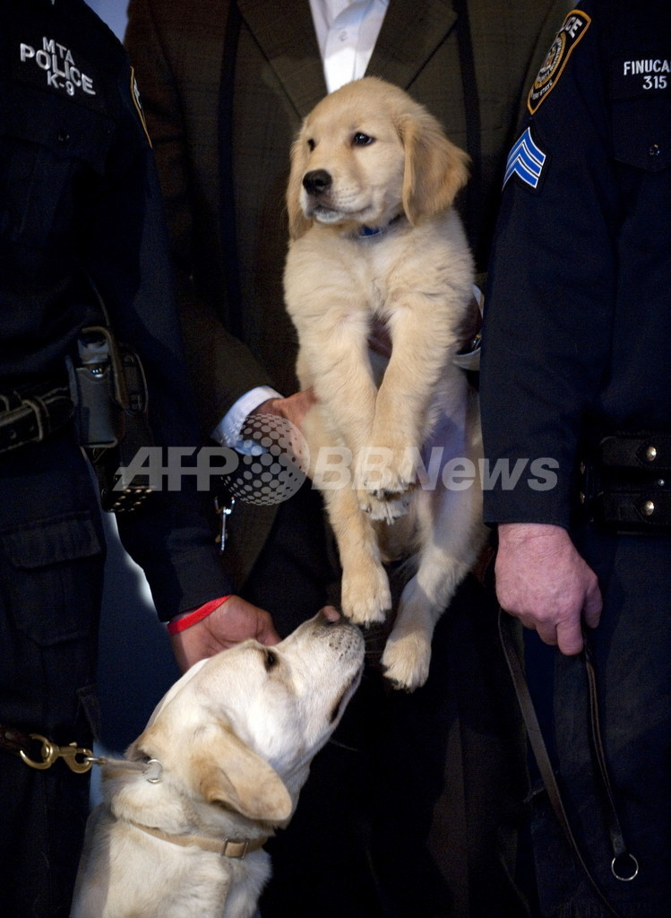 豪男性、飼い犬のゴールデンレトリバーと結婚 豪男性、飼い犬のゴールデンレトリバーと結婚