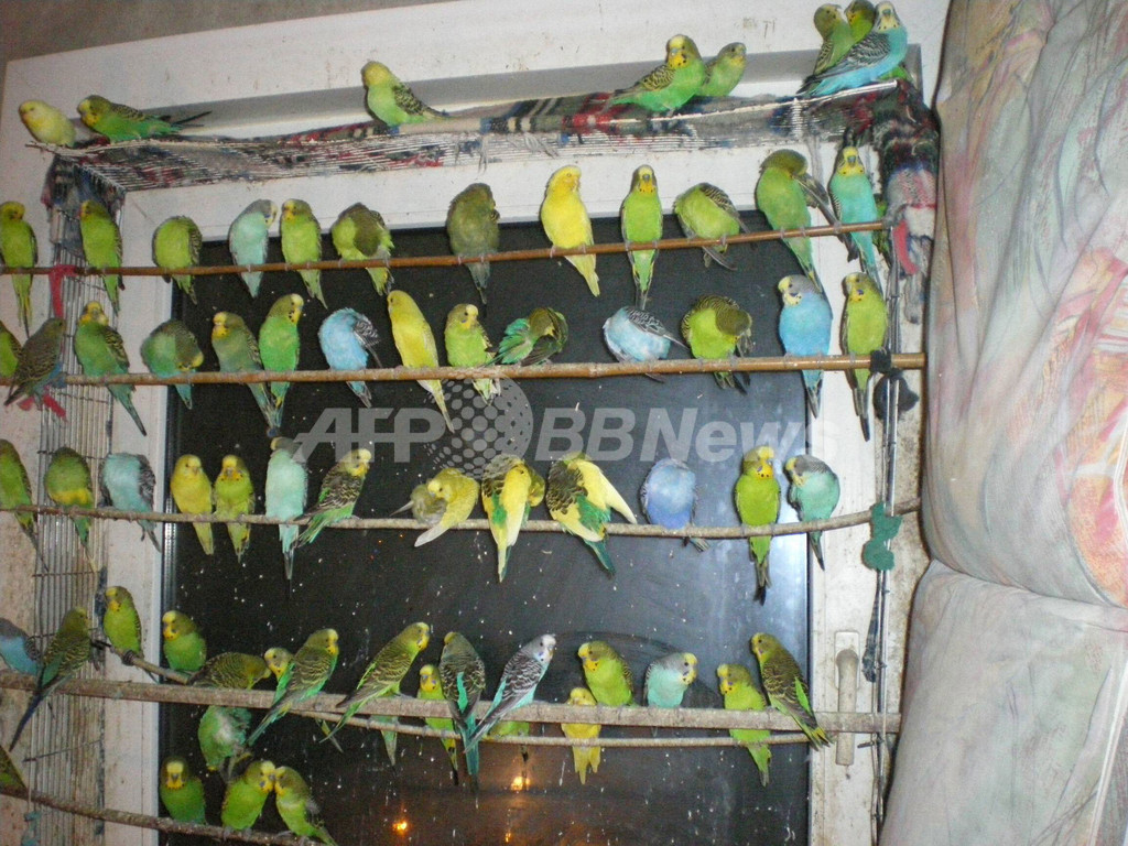 アパートの一室に464羽の鳥、「全員」を救出 ベルリン アパートの一室に464羽の鳥、「全員」を救出 ベルリン