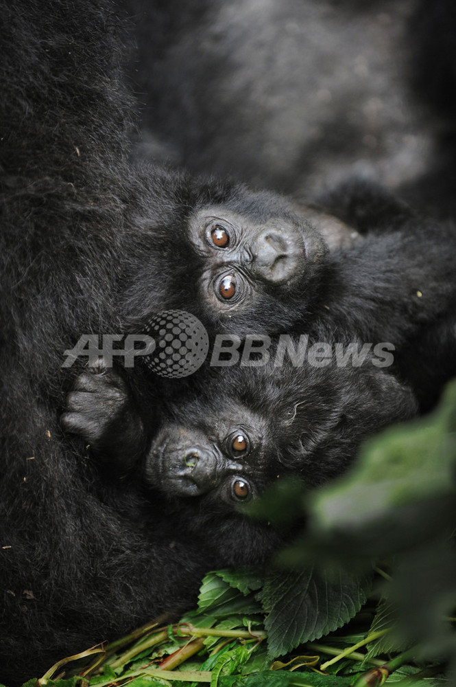 紛争地帯にひとすじの「希望」、5頭の赤ちゃんゴリラを確認 コンゴ