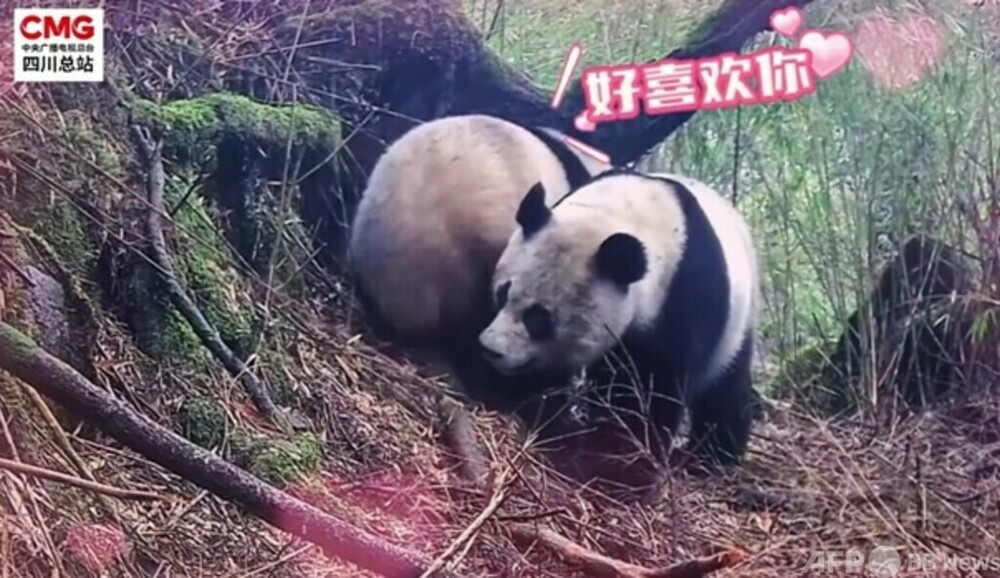 中国四川で「恋愛」中の野生パンダ メロドラマのようなシーンを披露