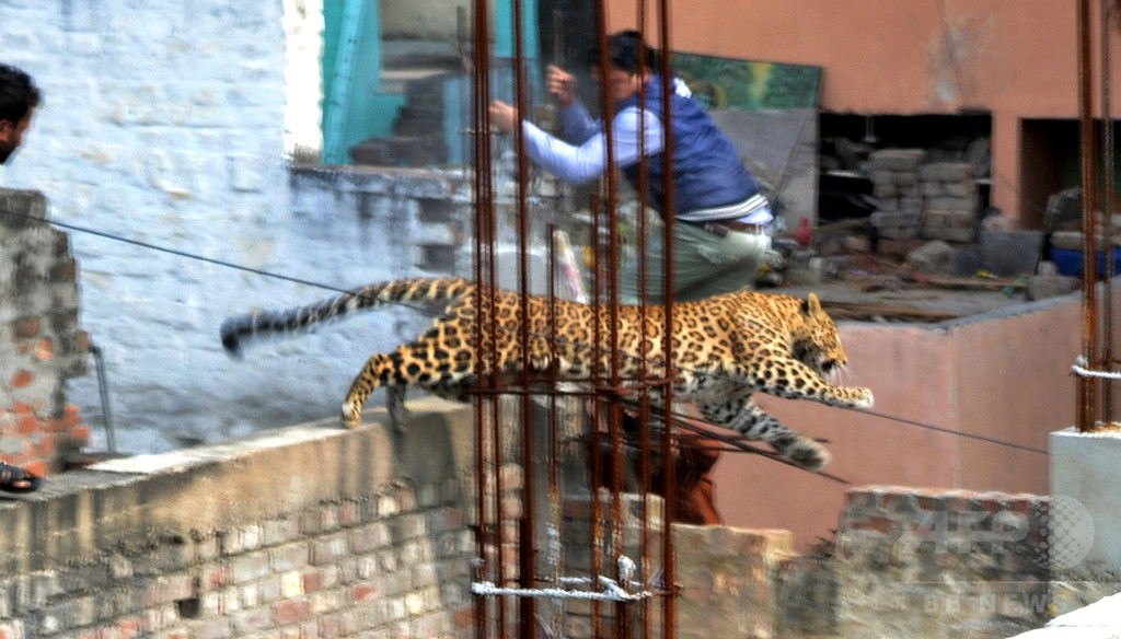 【特集】おもしろ動物写真集～癒やし系から仰天系まで～
