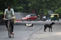 インドの首都ニューデリーの野良犬（2023年8月4日撮影）。(c)Money SHARMA / AFP