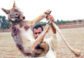 モロッコ北部Oued Jdidaで行われたジャッカル猟で、猟犬スルーギが捕まえたジャッカル（2008年10月11日撮影）。(c)AFP/ABDELHAK SENNA