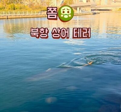 韓国・釜山港に現れたサメに死んだ魚投げ込む、市民から批判…安全事故への懸念も