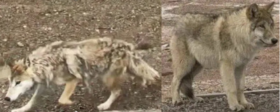 餌を与えられることになれた中国青海のオオカミ ネットで議論に