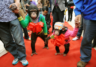 チンパンジーの結婚式、中国