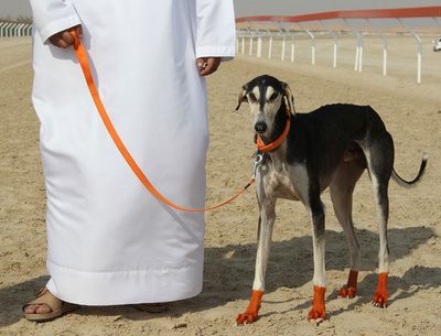 オオカミからイヌへの進化、カギは「でんぷん消化能力」