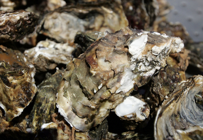 カキ泥棒を防げ、オーストラリアの警察当局が取り締まり強化