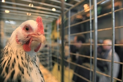 スイス裁判所、夜間のニワトリ閉じ込め指示