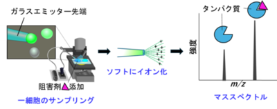 【横浜市立大学】細胞内で形成されたタンパク質―薬物複合体の細胞ネイティブ質量分析に成功