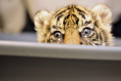 ドイツでスマトラトラ誕生、不妊治療が効果か