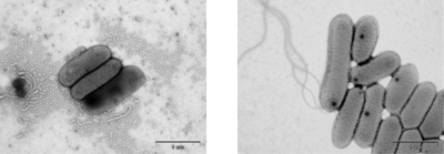 【東京農業大学（共同研究）】植物の生育促進に関与する新種の細菌2種を発見