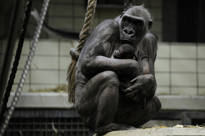 「かぜひかないで」、母ゴリラが生まれたての赤ちゃんをギュッ！ドイツ