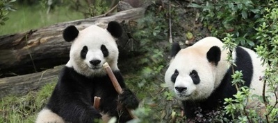 パンダの「ピンピン」「フーシュアン」が米国到着 中米が保護分野で新たな国際協力
