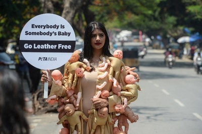 動物愛護団体、「皮革の不使用」呼び掛け インド