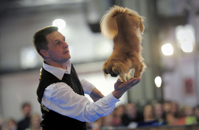 ワンちゃんたちの鮮やかなパフォーマンス、スペインのペットショー