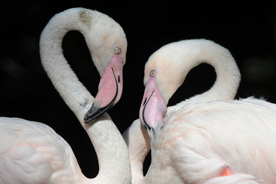 赤と白のフラミンゴ、ドイツ