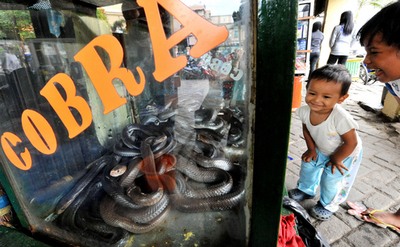 薬品店にキングコブラ、血液には催いん効果！？ ジャカルタ