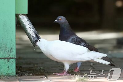 ソウル市、7月から「鳩への餌やり禁止区域」指定…罰金最大100万ウォン