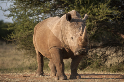 15年のアフリカのサイ密猟数1300頭超、過去6年で最多 IUCN