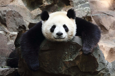 野生のパンダ殺して肉売買、10人拘束 中国