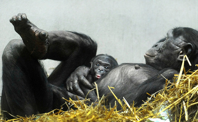 お母さんのお腹で一休み、独動物園のボノボ親子