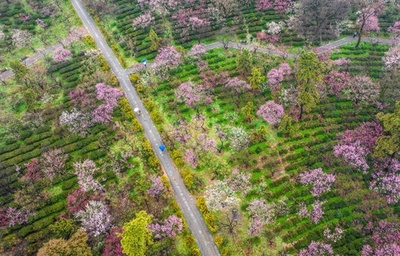 中国の梅林、開花シーズン迎える