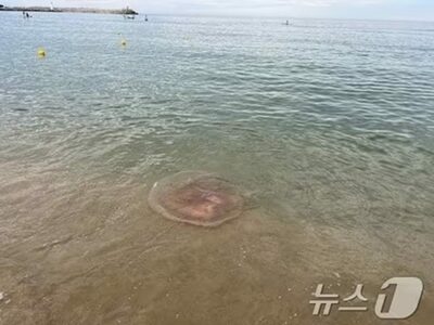「既に200人が刺された」避暑ピークの韓国東海岸「毒性クラゲ」注意報