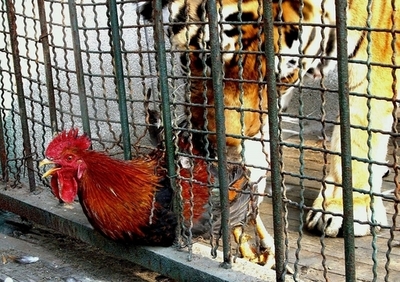 肉食獣にトウモロコシのパン、動物園で「集団墓地」見つかる 中国