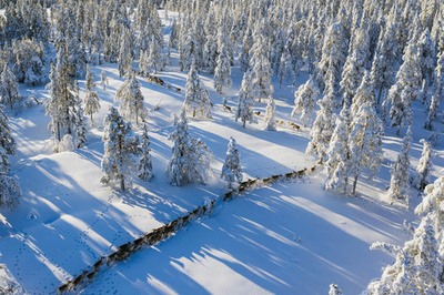 トナカイの放牧に立ちはだかる気候変動 スウェーデン