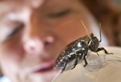 ゴキブリのかむ力、体重の50倍 研究