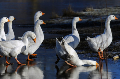 滑る滑る、氷張る湖上を歩くガチョウたち ベラルーシ