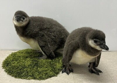 【すみだ水族館】この春生まれたペンギンの赤ちゃん「じんべえ」と「きび」<br />大人への第一歩となるプールデビューが決定
