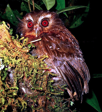 絶滅危惧種の「カオカザリヒメフクロウ」、31年ぶり生息確認 - ペルー