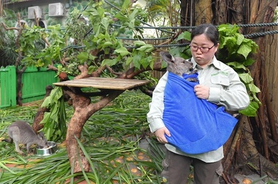 飼育員が赤ちゃんカンガルーの「ママ」に、手製の袋でだっこ 広州