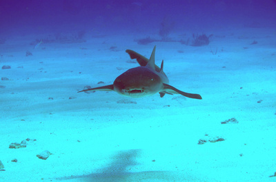 ドローンでサメ監視へ、豪ニューサウスウェールズ州