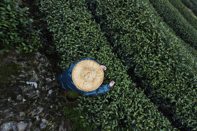 西湖龍井茶の春の茶摘み始まる 浙江・杭州